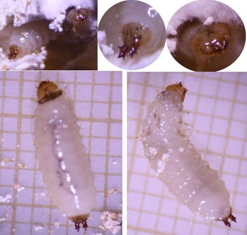 Thymalus limbatus